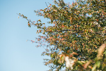 秋の日差しを浴びる、鮮やかな紅葉
