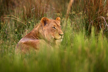 Big cat in Africa, green grass. Young male of Okavango lion, Botswana widlife.