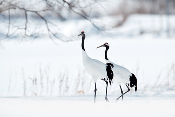 Pair of Red-crowned crane, Grus japonensis, walking in the snow, Hokkaido, Japan. Beautiful bird in the nature habitat. Wildlife scene from nature. Crane with snow in the cold forest. Animal behaviour - 669872707