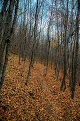 Fototapeta premium autumn forest in the morning