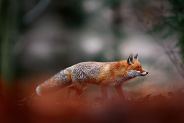Forest wildlife. Cute Red Fox, Vulpes vulpes, at orange autumn forest leaves. Wildlife scene from...