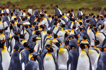 Antarctica wildlife. Penguin colony, many birds close together. King penguin in Volunteer Point in Falkland Islands. Antarctic wildlife. Sea ocean nature. Big bird in nature. - 669873540