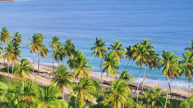 Thai palm trees over the beach on a tropical idyllic paradise island. An exotic landscape for a dreamy and inspiring summer holiday. Beach nature concept. Sunny open tourism. Blue waves on white sand.
