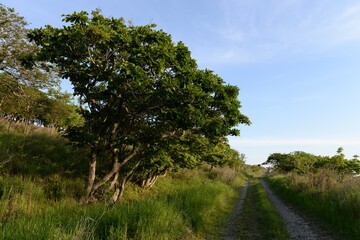 The road on Askold Island in Peter the Great Bay. Primorsky Krai