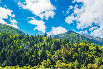 Natural beauty of forests and mountains in the Xizang Plateau of China