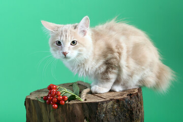 red color Kuril bobtail kitten close up photo on green background. High quality photo