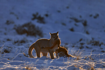 Puma catch. Puma with food, guanaco leg with fur coat, nature winter habitat with snow, Torres del Paine, Chile. Wild big cat Cougar, Puma concolor, Snow sunset light and dangerous animal. Wildlife na