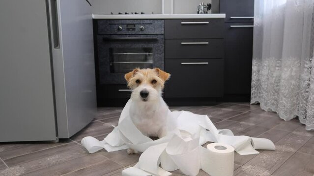 The dog tore up the toilet paper in the kitchen. Jack Russell Terrier plays on the floor in the house. Pet wrapped in ribbon.
