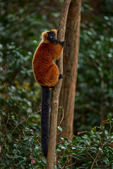 Madagascar wildlife. Red ruffed lemur, Varecia rubra, Park National Andasibe - Mantadia in Madagascar. Red brown monkey on the tree, nature habitat in the green forest. Lemur in vegetation, endemic.