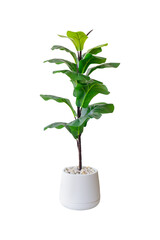 Fototapeta na wymiar Fiddle Leaf Fig or Ficus lyrata isolated on background, Pot plant
