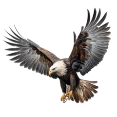 Foto op Plexiglas Majestic Haast's Eagle, on transparent background. © Flowstudio