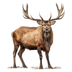 Irish Elk Illustration, on transparent background.