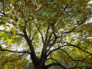 Fototapeta premium Baum im Herbst