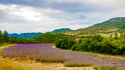 Fototapeta na wymiar Provence landscape with lavender field, France