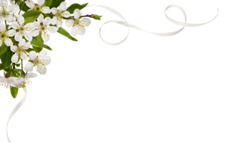 Spring floral corner arrangement with small green leaves and flowers of cherry and scrolled satin ribons isolated on white or transparent background