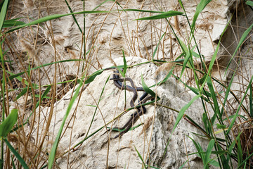 Mating season of snakes.