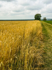 Panorama of a golden wheat field with a tree and a road, countryside