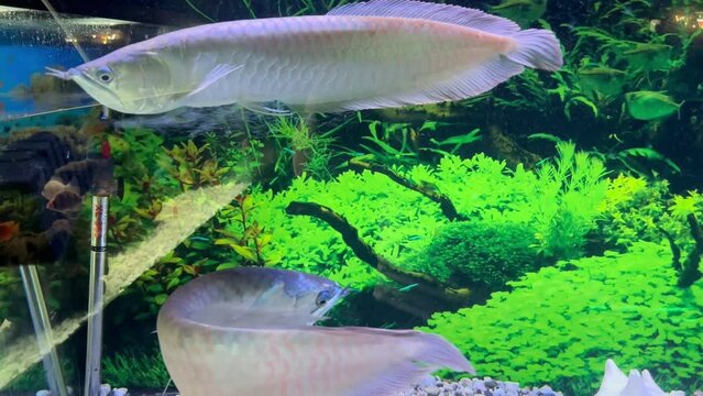 Arowana fish swims in a large aquarium among green algae.