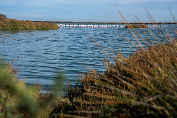 The ponds with flamingos of the Camargue Nature Park - coastal region in southern France