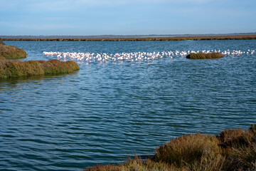 The ponds with flamingos of the Camargue Nature Park - coastal region in southern France