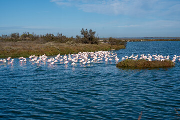 The ponds with flamingos of the Camargue Nature Park - coastal region in southern France