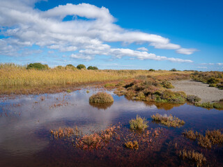 The ponds of the Camargue Nature Park - coastal region in southern France - obrazy, fototapety, plakaty