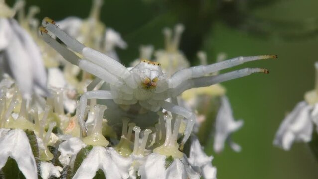 Flower Crab Spider (Misumena vatia) with Fly on a flower