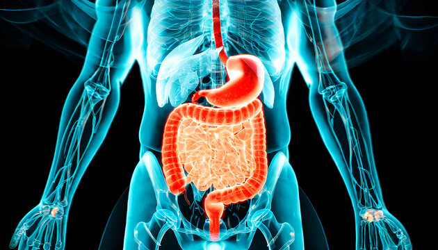 Male anatomy of the intestinal system in humans. 3d rendering concept and medical technology network. Generative AI