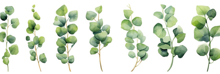 Obraz premium Eucalyptus watercolor set, Green plant collection isolated on white background.
