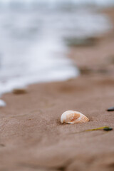 Fototapeta na wymiar Seashell Minimalism