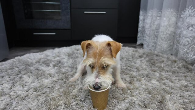A dog licks coffee from a paper cup. Jack Russell Terrier plays on the floor in the house. Box of sour cream.
