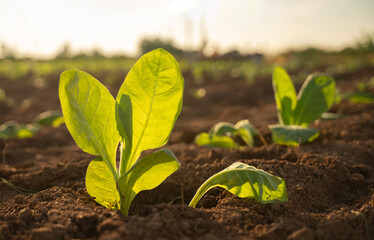Tobacco seedling planting in soil plowing Agriculture concept.