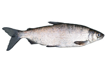 Whitefish (Coregonus lavaretus) isolated on white background. Crude lake fish. Lake Whitefish. - obrazy, fototapety, plakaty