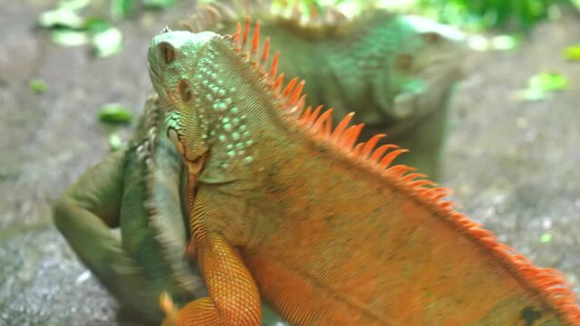 Common iguana playing together in the zoo. The male iguana has a pronounced throat sac and crest. Large lizard