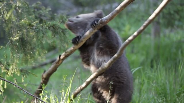 Bear cub playing and pulling on tree branch