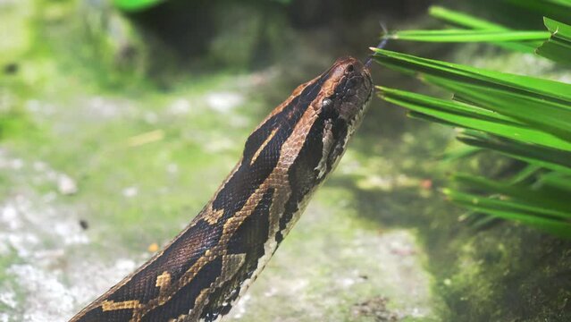 The Burmese python curled up to sleep in the zoo. This is a large snake with an average length of 6 meters living in the jungle, feeding on reptiles and mammals
