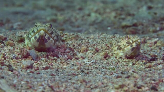 Close up frontal portrait of pair of Slender Lizardfish or Gracile lizardfish (Saurida gracilis) lie on sandy bottom in evening time on sunset sunrays, slow motion