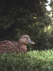 duck in the grass