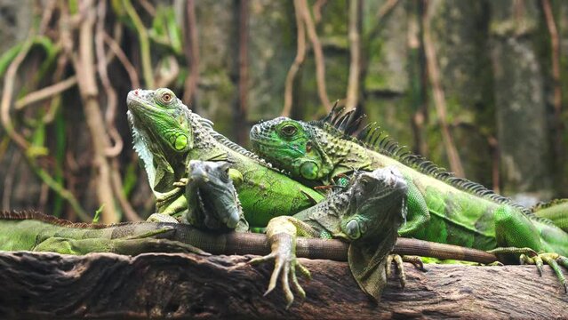 Green iguana on a tree is looking to the future so cute when watching them in zoo. Reptilian closeup