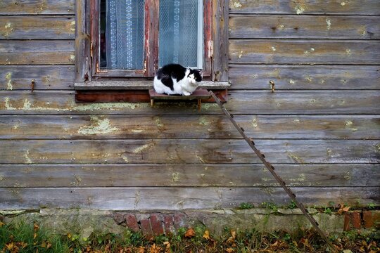A black and white cat is walking. The cat is sitting on a shelf by the window. Ladder for the cat.