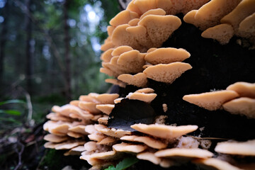 Climacocystis borealis or other polypore mushroom growing an an old tree stump