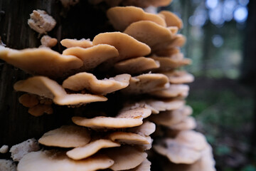 Climacocystis borealis or other polypore mushroom growing an an old tree stump