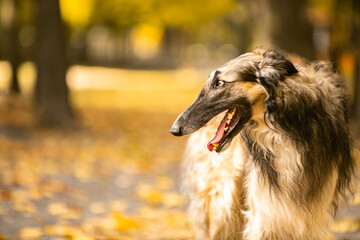 Russian Borzoi in Halloween decorations