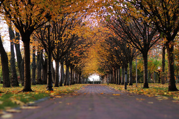 Autumn alley in the park, a walking path lined with trees, fallen leaves on the ground. Autumn landscape of a city alley. The path against the backdrop of a beautiful autumn landscape in sunny weather