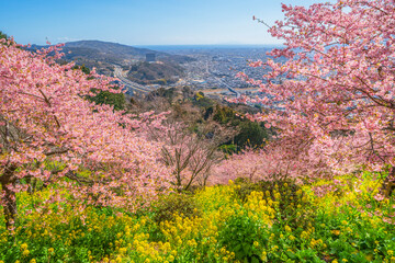 松田町の春景色　丘の上から望む春の花々と麓の町並み【神奈川県】　
Spring scenery of Matsuda Town - Kanagawa, Japan