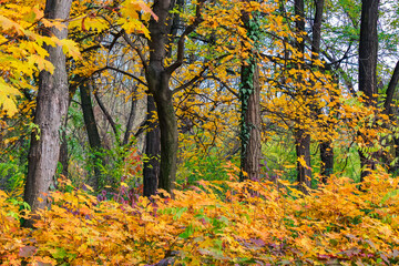 yellow foliage in autumn forest. beautiful nature background