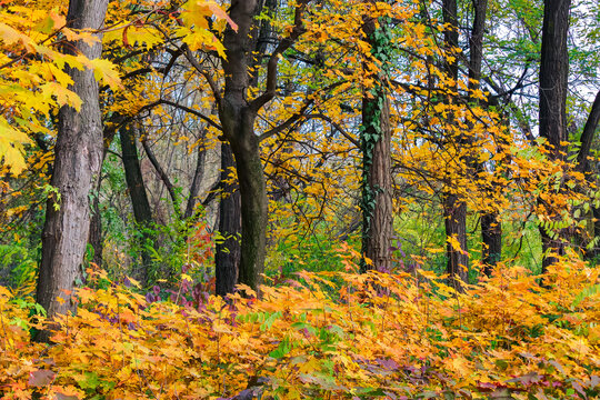 yellow foliage in autumn forest. beautiful nature background