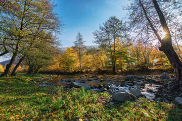 trees fall colors on the shore of a mountain stream. autumn scenery on a sunny morning