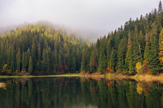 misty landscape with lake in fall season. overcast sky above the trees reflection on the water surface
