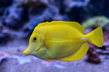Yellow Tang Zebrasoma Flavescens Fish
